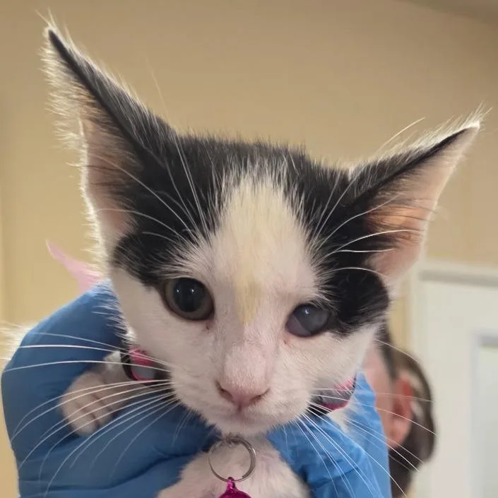 A baby small-sized female Smoke Domestic Short Hair cat named Foofy Woogums for adoption in Santa Barbara, CA