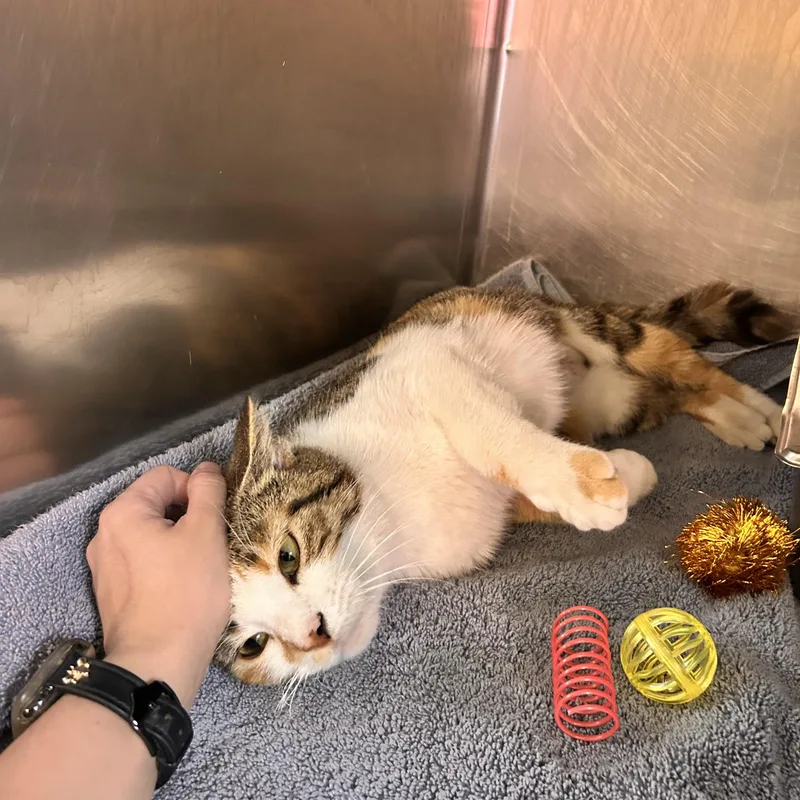 An adult small-sized female Calico Domestic Short Hair cat named Tilly for adoption in Myerstown, PA