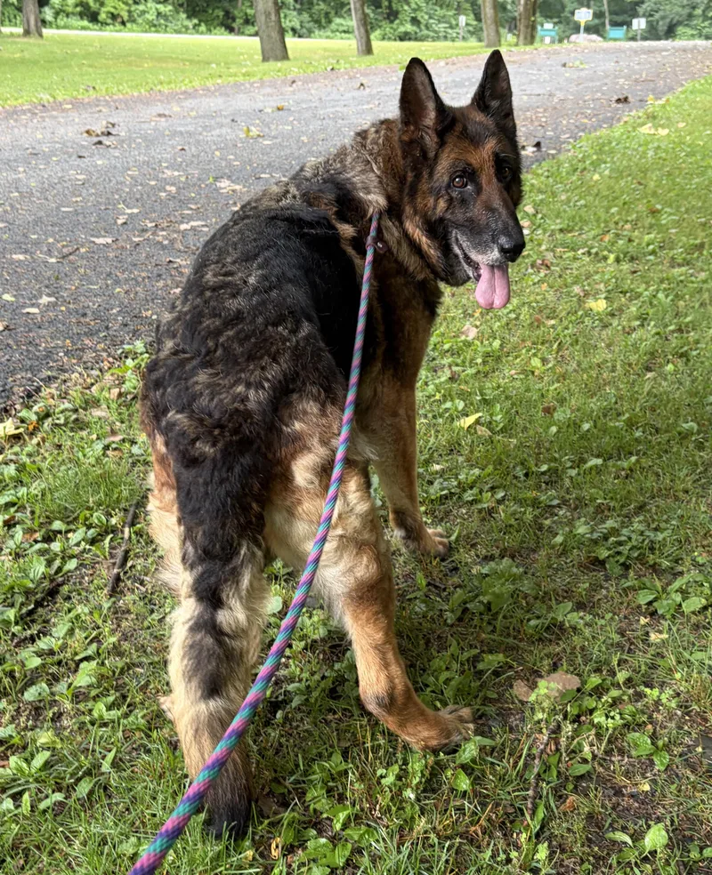 An adult large-sized female Black German Shepherd Dog dog named Remy for adoption in New Windsor, NY