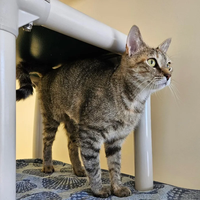 An adult medium-sized female Brown / Chocolate Domestic Short Hair cat named Sundara for adoption in Harrisonburg, VA