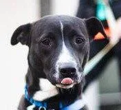 A young large-sized male Terrier dog named August for adoption in Bloomfield, CT