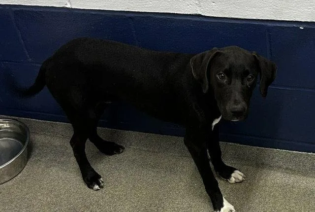 A young medium-sized male Labrador Retriever dog named Able  months for adoption in Sterling, MA