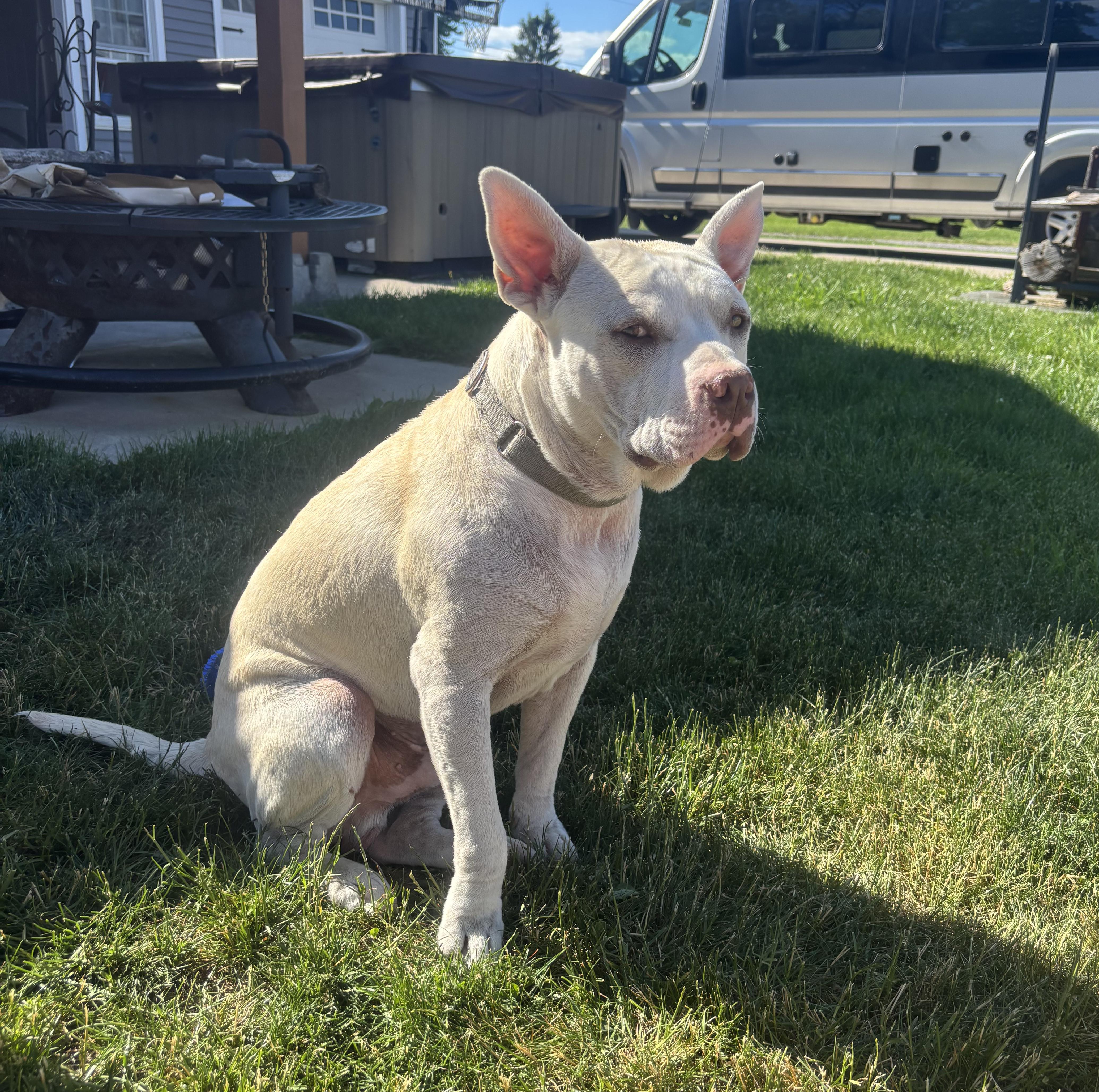Bowie