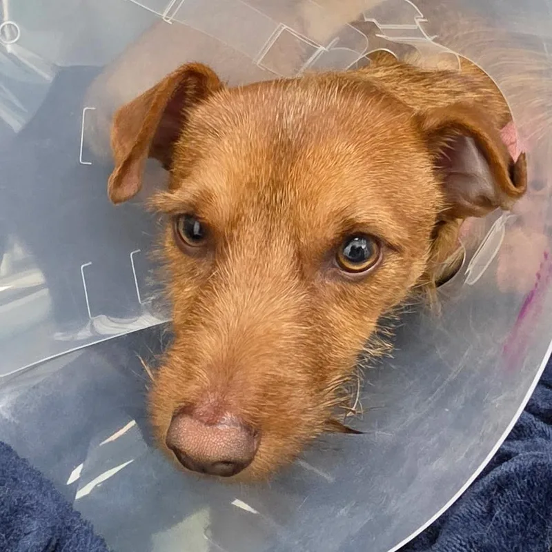 A young small-sized male Brown / Chocolate Terrier dog named Pipp for adoption in Rossville, GA