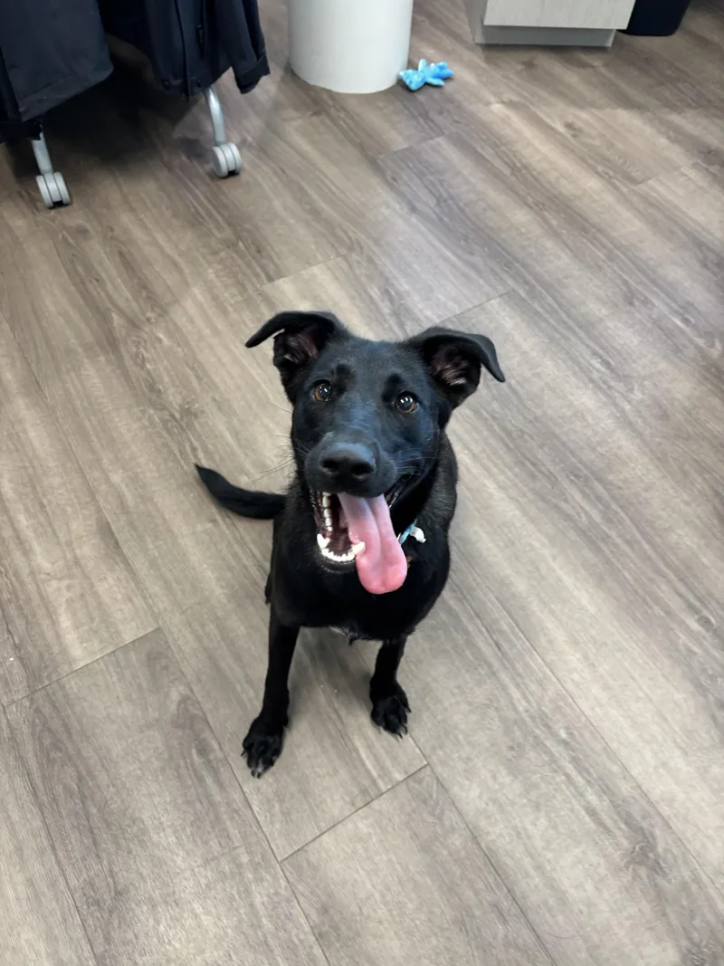 An adult medium-sized female Black Labrador Retriever dog named Lulu for adoption in Sachse, TX