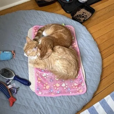 A young small-sized male Orange / Red Domestic Short Hair cat named Finn for adoption in Brooklyn, NY