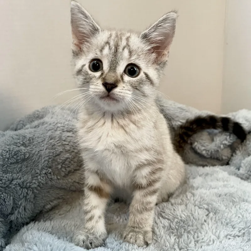 A baby medium-sized female Siamese cat named Lotus for adoption in Greensboro, NC
