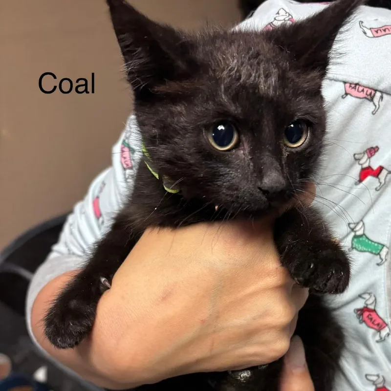 A baby small-sized male Black Domestic Short Hair cat named Coal for adoption in Brooklyn, NY