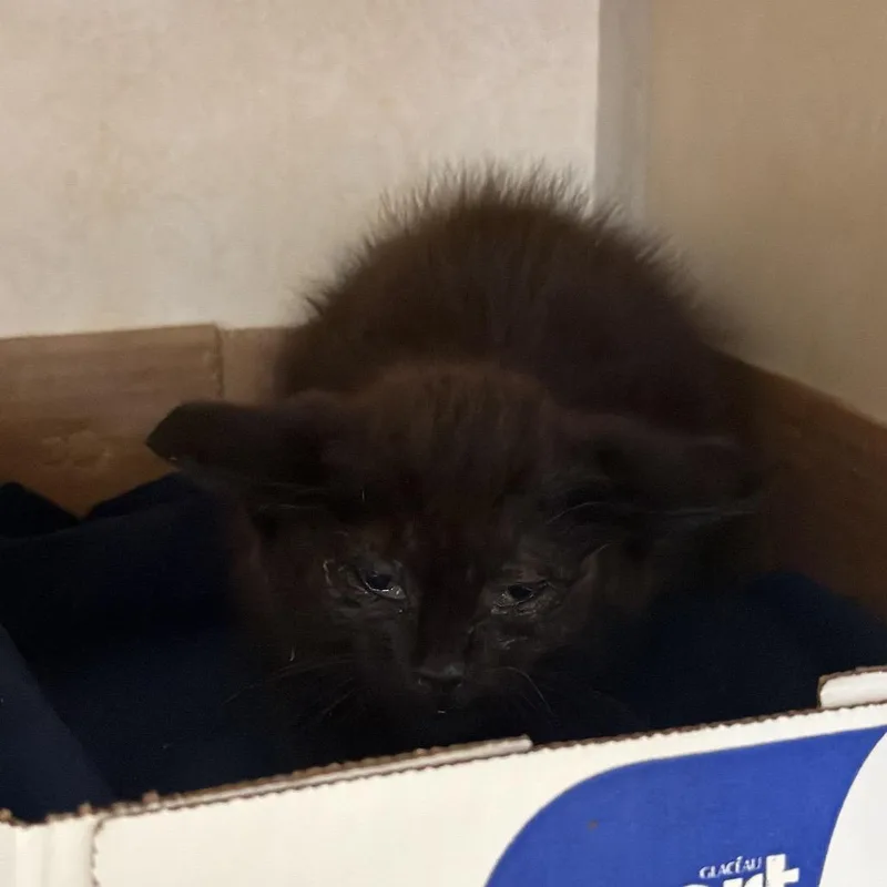 A baby small-sized female Black Domestic Short Hair cat named WAGSStray for adoption in Westminster, CA