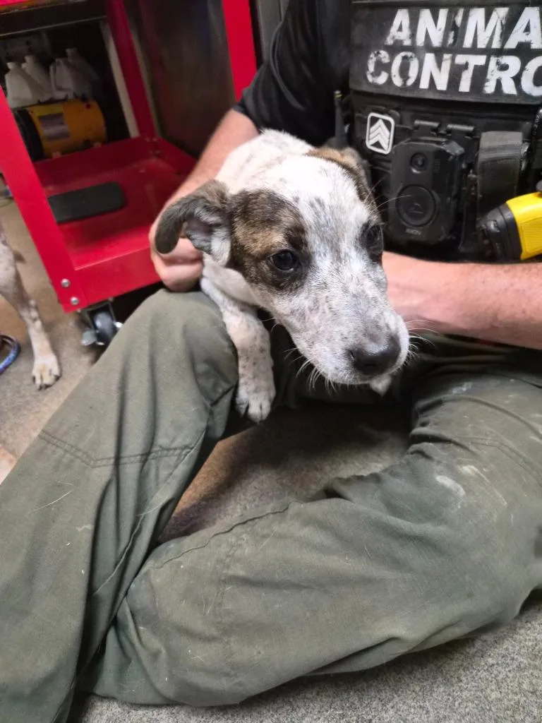 A young small-sized male Cattle Dog dog named Bingo for adoption in Rome, GA
