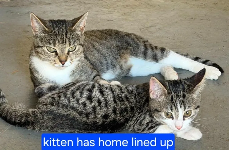 A young small-sized female Domestic Short Hair cat named AC Angel for adoption in Newnan, GA