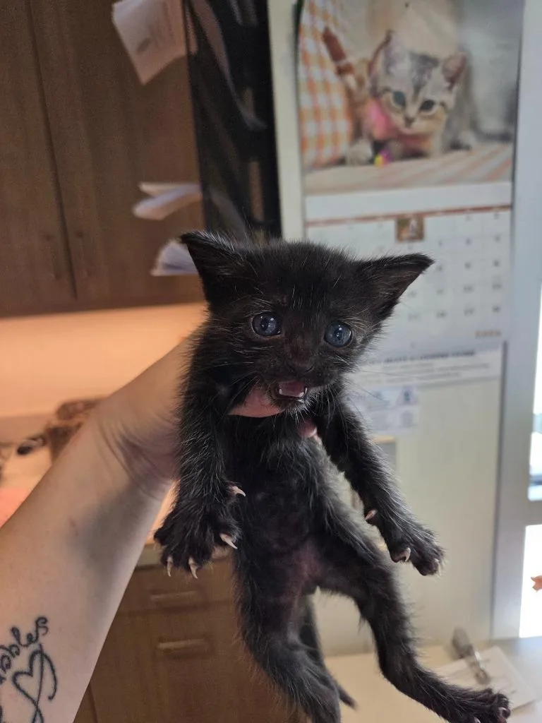 A baby small-sized male Domestic Short Hair cat named Kyle for adoption in Bossier City, LA