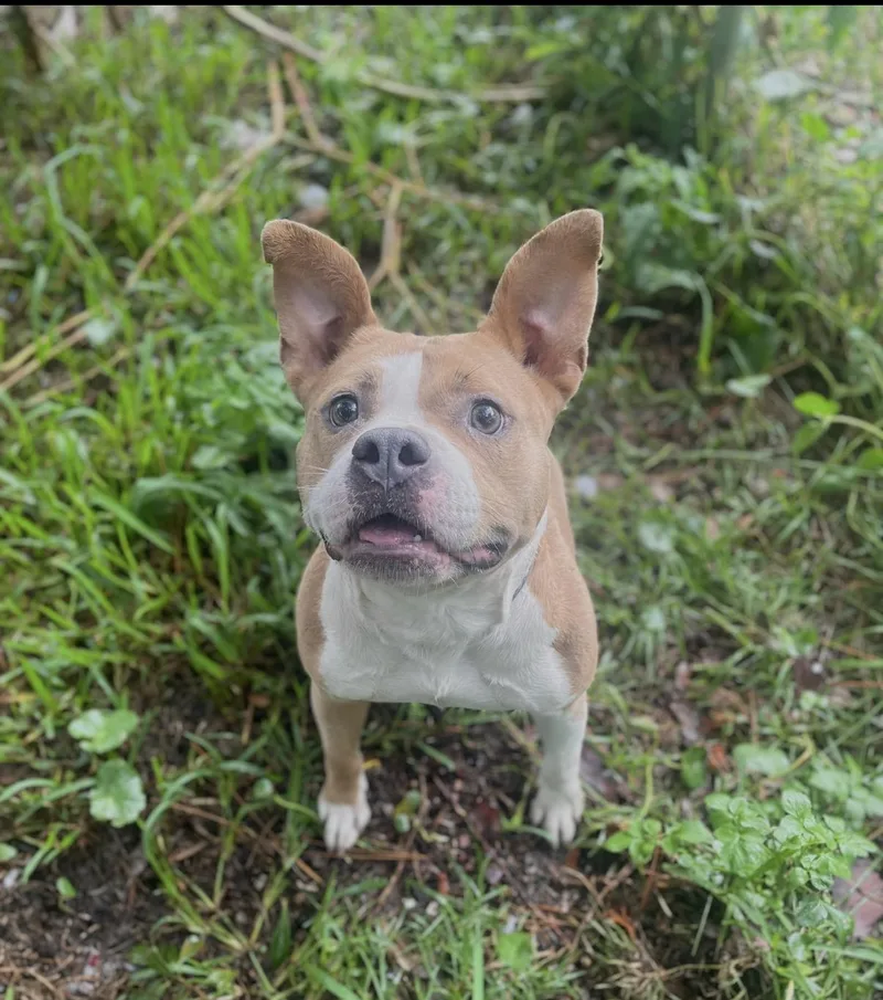 A young medium-sized female Apricot / Beige American Bulldog dog named Athena for adoption in Shalimar, FL