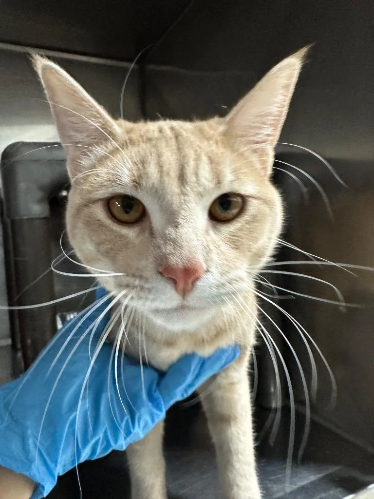 Murtaugh thumbnail 2