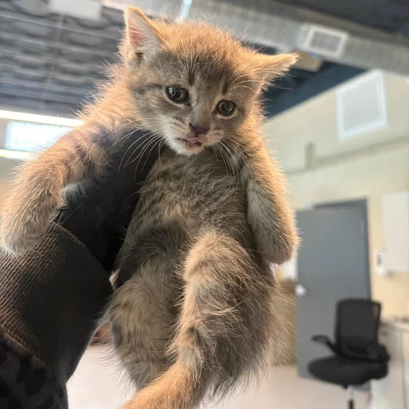 A baby small-sized female Gray / Blue / Silver Domestic Short Hair cat named Emilia for adoption in Huntington, WV