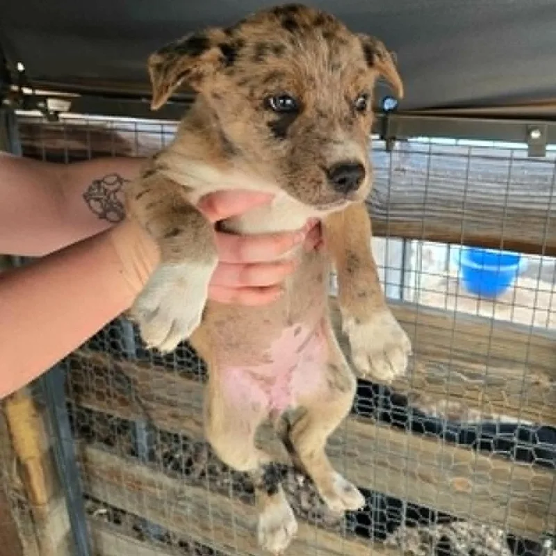 A baby small-sized male Yellow / Tan / Blond / Fawn Australian Cattle Dog / Blue Heeler dog named Zydeco for adoption in Parker, CO