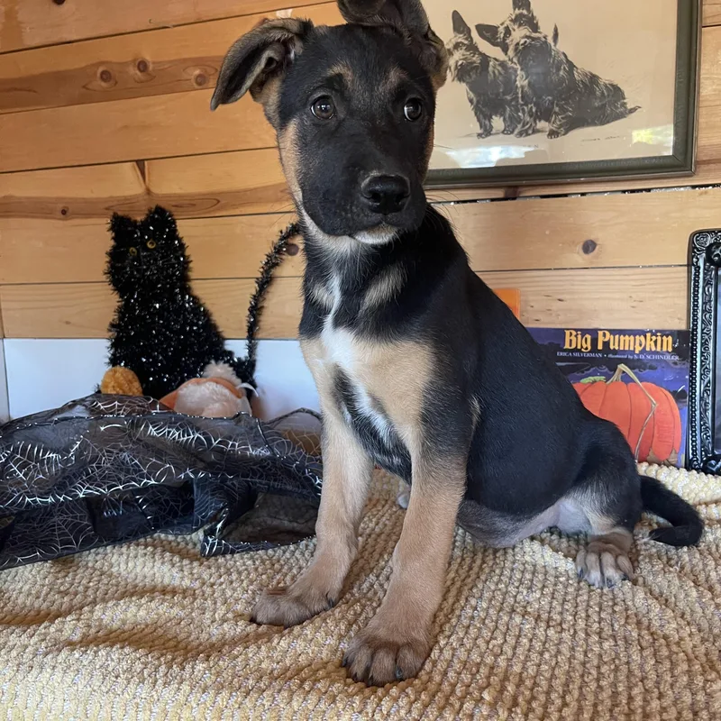 A baby medium-sized female Tricolor (Brown, Black, & White) German Shepherd Dog named Poppy for adoption in Vacaville, CA