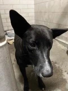 A young medium-sized female Border Collie dog named Ellie for adoption in Stockton, CA