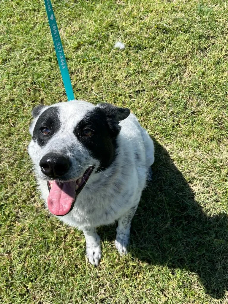 A young large-sized male Cattle Dog dog named McGavin for adoption in McFarland, CA