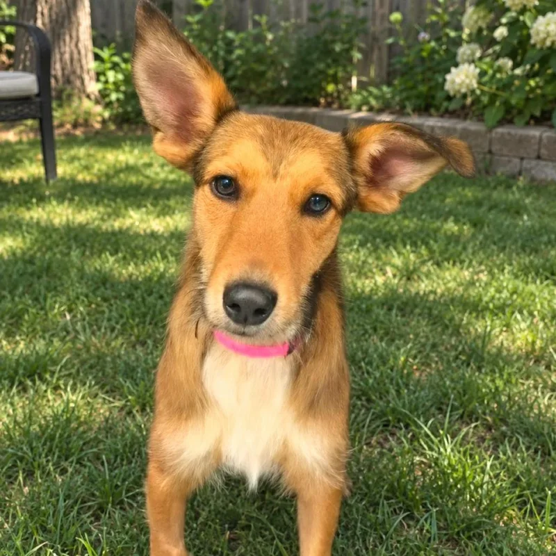 A young medium-sized female Terrier dog named CT Yara for adoption in Eastford, CT