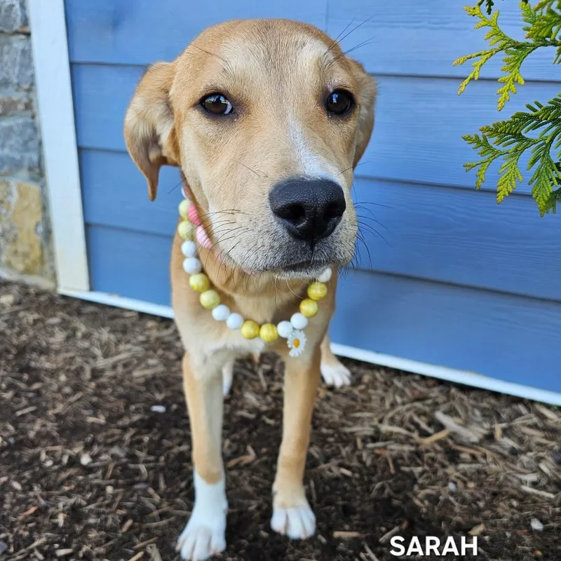 A young medium-sized female Brown / Chocolate Mixed Breed dog named Sarah for adoption in Franklin, NC