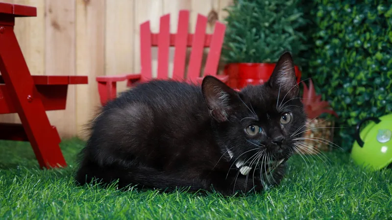 A baby medium-sized female Black & White / Tuxedo Domestic Short Hair cat named Obsidian for adoption in Parker, TX