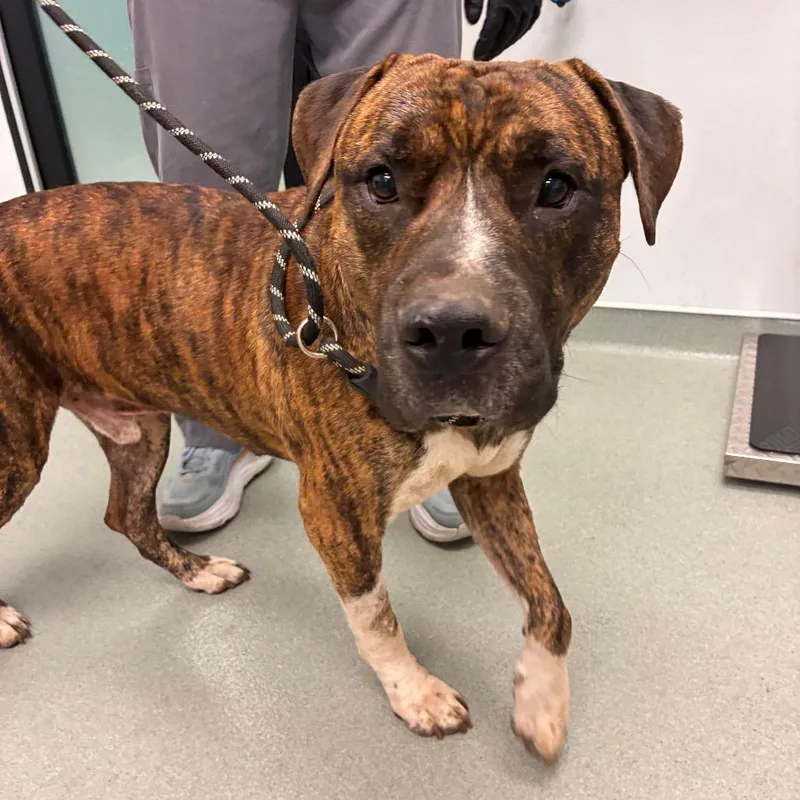 An adult large-sized male Brown / Chocolate Cane Corso dog named Commodus for adoption in Abilene, TX