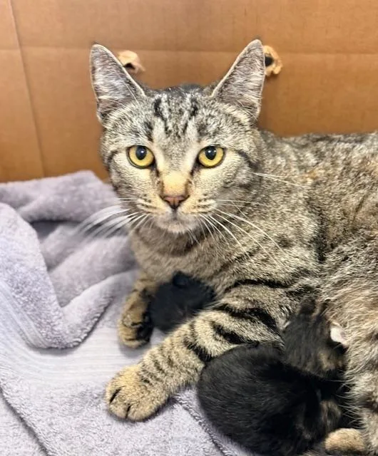 An adult medium-sized female Tabby (Brown / Chocolate) Domestic Short Hair cat named Peony for adoption in Winter Haven, FL