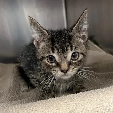 A baby small-sized male Brown / Chocolate Domestic Short Hair cat named Samoa for adoption in Owosso, MI