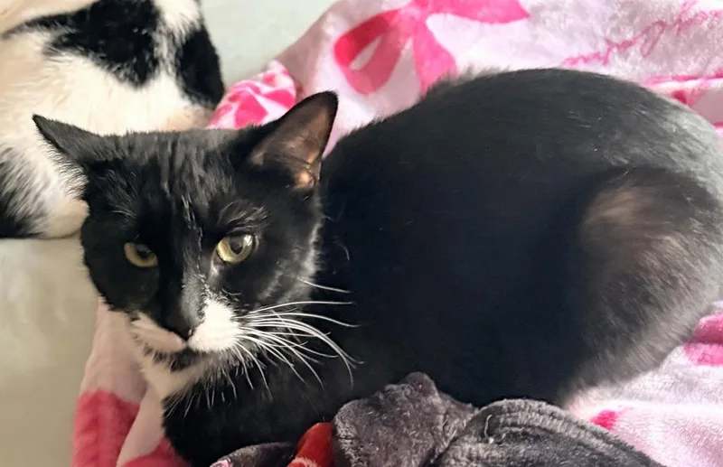 A young medium-sized female Black & White / Tuxedo Domestic Short Hair cat named Quinoa for adoption in Melrose, MA