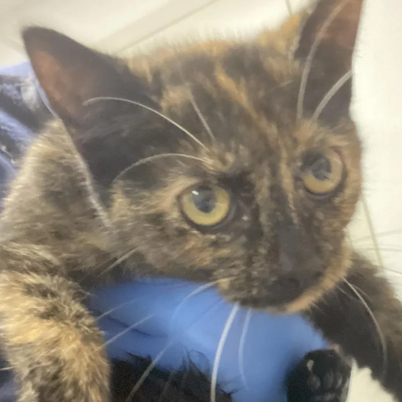 A baby small-sized female Tortoiseshell Domestic Short Hair cat named Ethel for adoption in Harrisonburg, VA