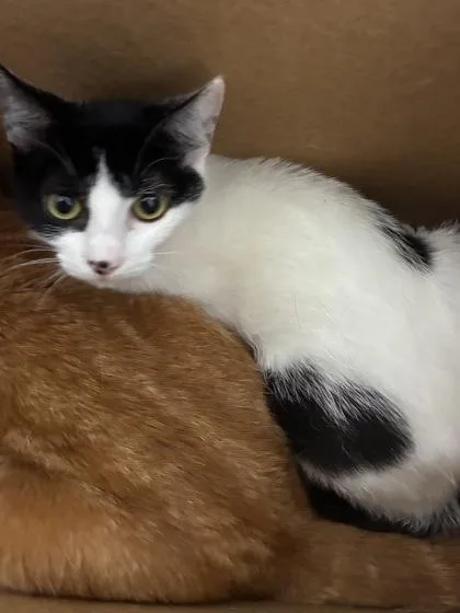 An adult medium-sized female Domestic Short Hair cat named Olandria for adoption in West Chester, PA
