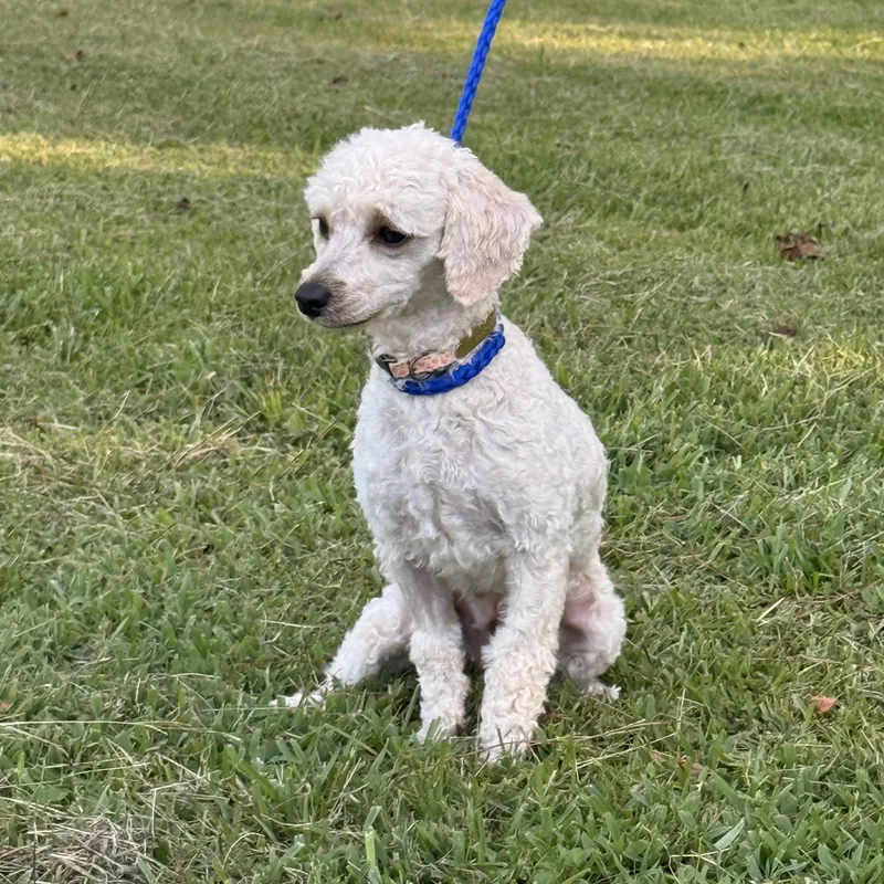 Piper