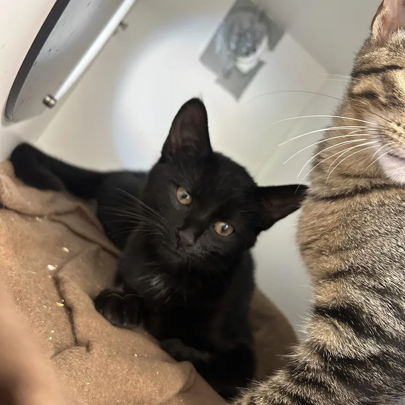 A baby small-sized female Black Domestic Short Hair cat named Kiwi for adoption in Uniontown, PA