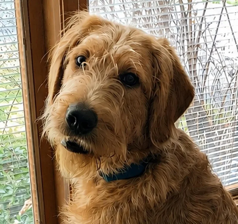 A young large-sized male Labrador Retriever dog named Ozzy Labradoodle for adoption in Cuyahoga Falls, OH