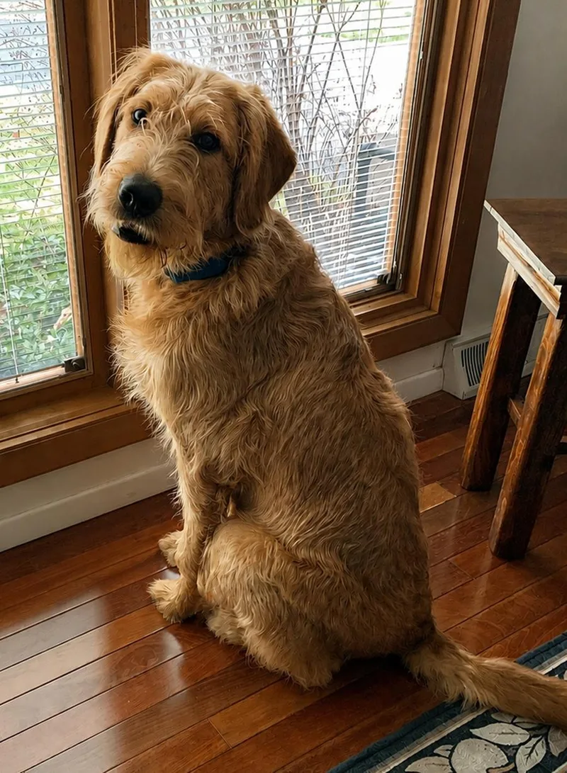 Ozzy Labradoodle thumbnail 2