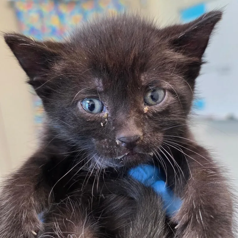 A baby small-sized male Black Domestic Short Hair cat named Shepard for adoption in Council Bluffs, IA