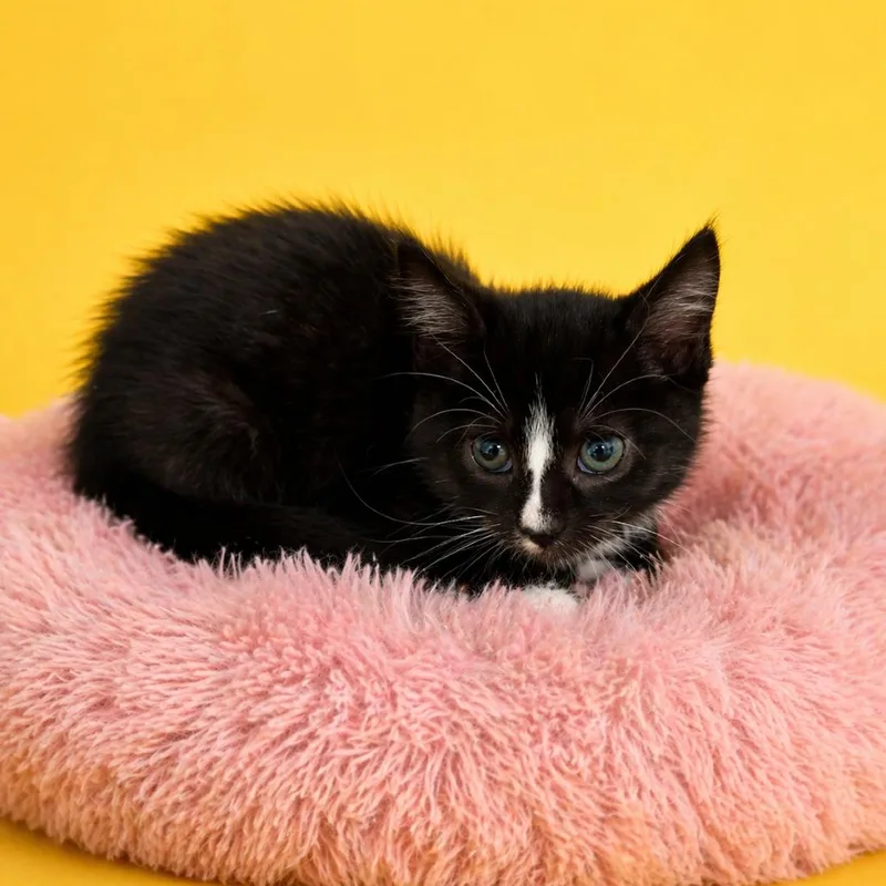 A baby small-sized female Black Domestic Short Hair cat named May for adoption in Binghamton, NY