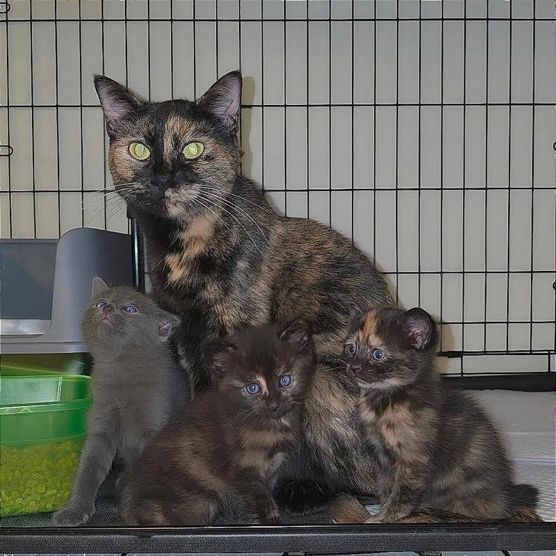 An adult medium-sized female Tortoiseshell Domestic Short Hair cat named Autumn for adoption in Overland Park, KS