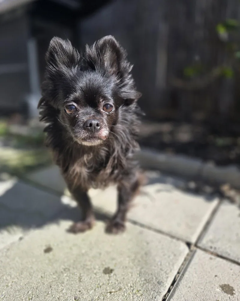 A senior small-sized female Chihuahua dog named Havana Vacation SPICY for adoption in Pittsburg, CA