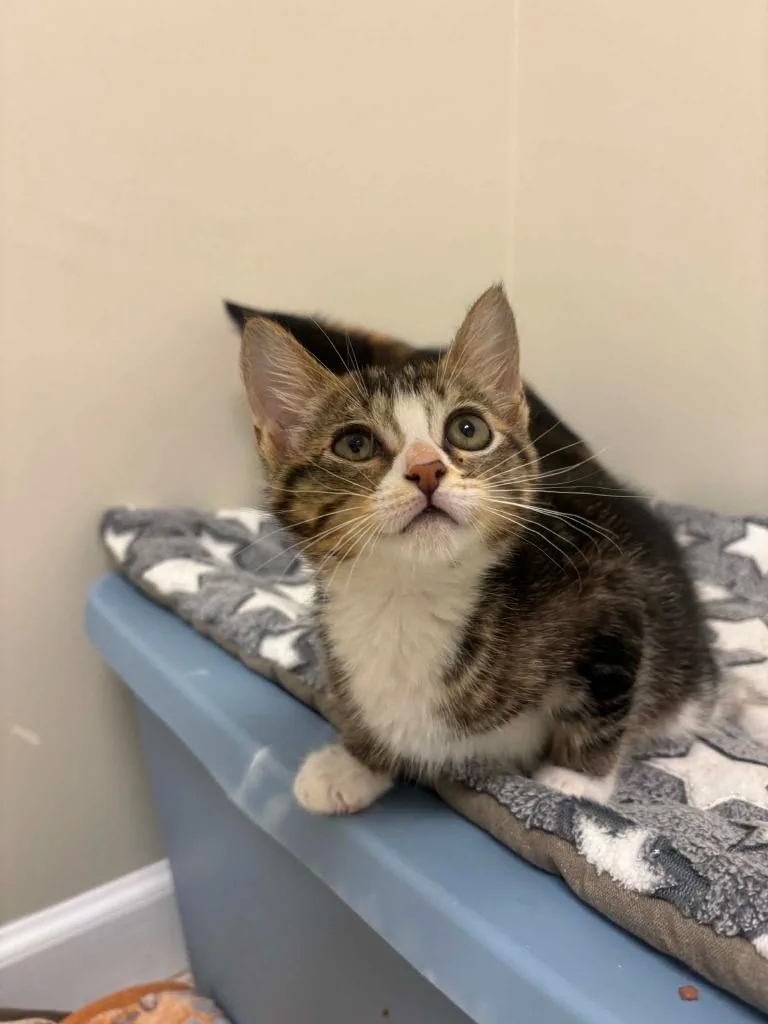 A baby medium-sized male Domestic Short Hair cat named Aioli for adoption in Fall River, MA
