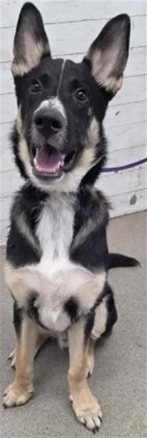 A young small-sized male German Shepherd Dog dog named Ghost Rider for adoption in San Bernardino, CA