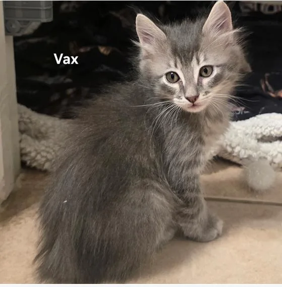 Vax thumbnail 2