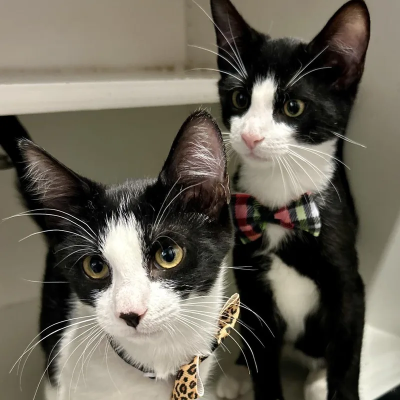 A baby small-sized female Black Domestic Short Hair cat named Yin for adoption in Philadelphia, PA