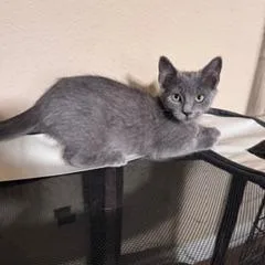 A baby small-sized female Gray / Blue / Silver Domestic Short Hair cat named Tikka for adoption in Buchanan Dam, TX