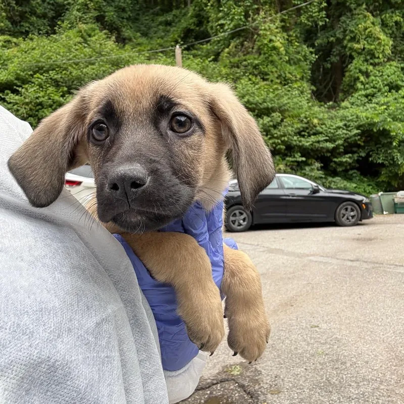 A baby small-sized female Yellow / Tan / Blond / Fawn Mixed Breed dog named Lara for adoption in Charleston, WV