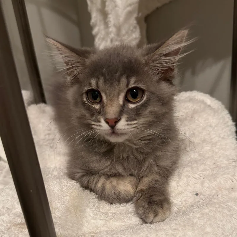 A baby small-sized female Domestic Medium Hair cat named Taffy Ramishvili for adoption in Merrifield, VA