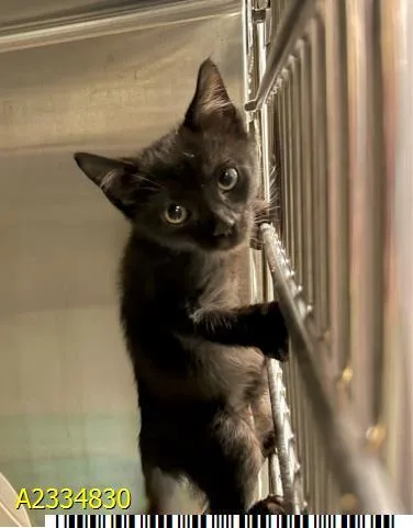 A baby small-sized male Domestic Short Hair cat named Bruno for adoption in West Palm Beach, FL