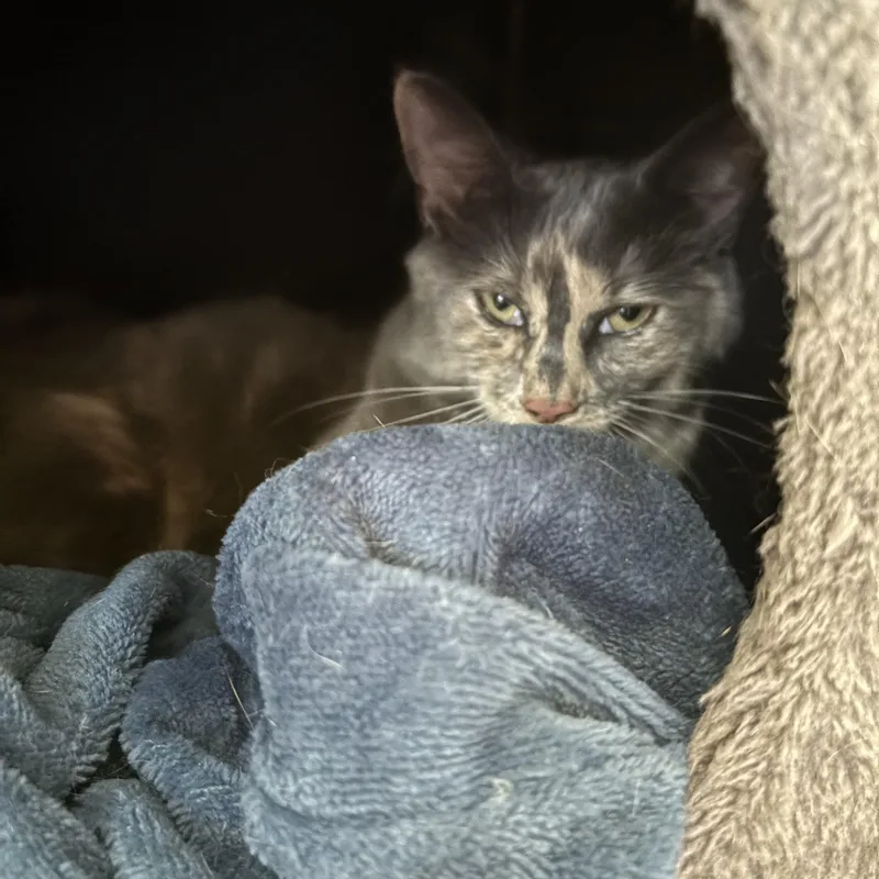 A young medium-sized female Dilute Calico Domestic Medium Hair cat named Lucy Lou for adoption in Andover, CT