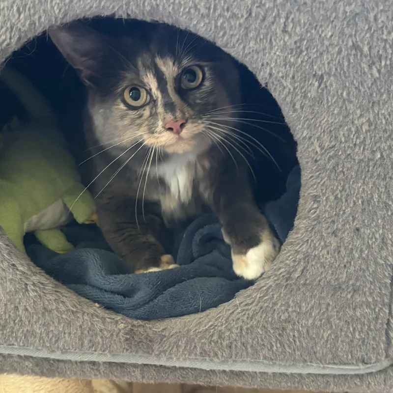 Lucy Lou thumbnail 3